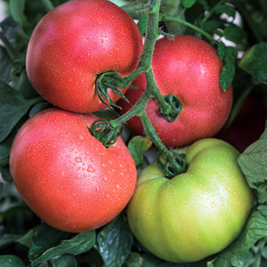 An early ripe hybrid from French breeders - the Alesi tomato: an overview of the advantages, disadvantages and features