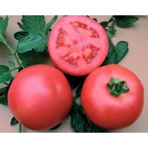 An early ripe hybrid from French breeders - the Alesi tomato: an overview of the advantages, disadvantages and features