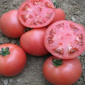 An early ripe hybrid from French breeders - the Alesi tomato: an overview of the advantages, disadvantages and features