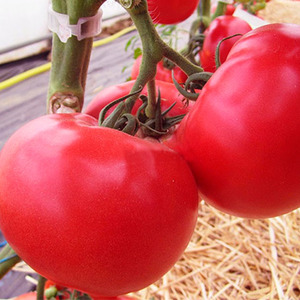 An early ripe hybrid from French breeders - the Alesi tomato: an overview of the advantages, disadvantages and features