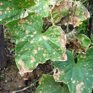 Causes and treatment of cucumber anthracnose: the most effective methods of fighting for crop health