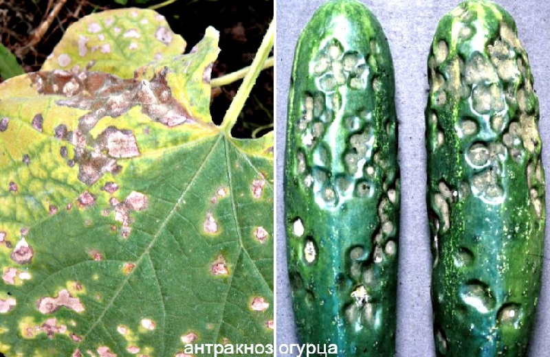 Why do brown spots appear on cucumber leaves and what to do to get rid of them
