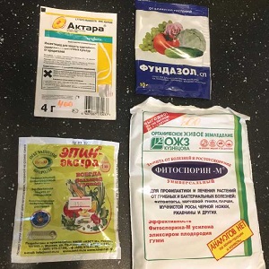 Causes and treatment of cucumber anthracnose: the most effective methods of fighting for crop health
