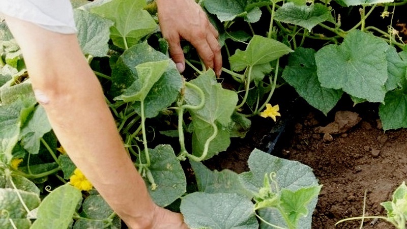 Causes and treatment of cucumber anthracnose: the most effective methods of fighting for crop health