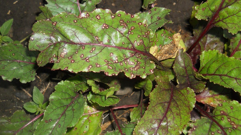 What to do when beet leaves turn yellow and it does not grow?