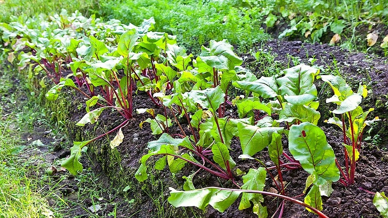 What to do when beet leaves turn yellow and it does not grow?