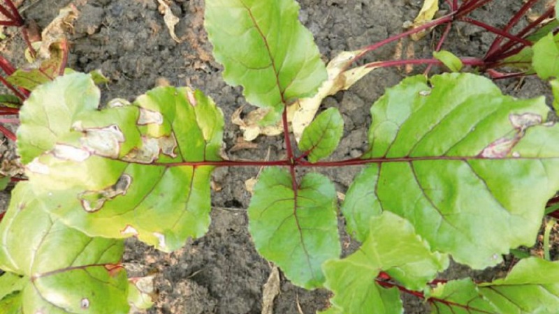 What to do when beet leaves turn yellow and it does not grow?