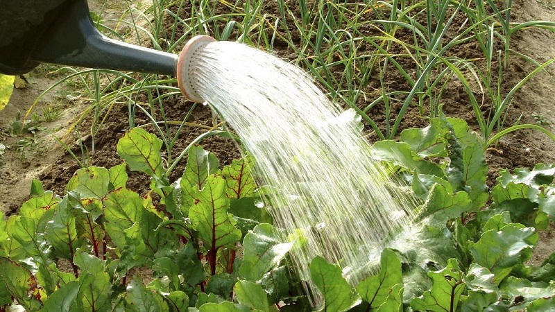 What to do when beet leaves turn yellow and it does not grow?