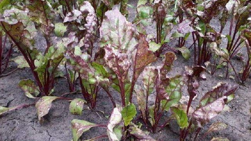 What to do when beet leaves turn yellow and it does not grow?
