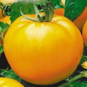 One of the most delicious varieties for fresh consumption is the Yellow Giant tomato