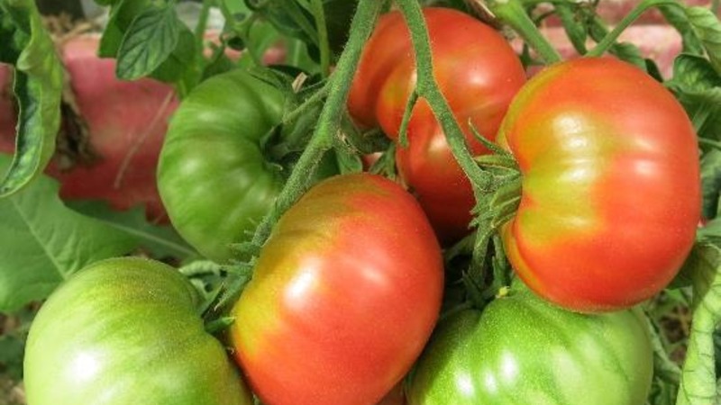 Disease and pest resistant tomato variety Gigant Novikova