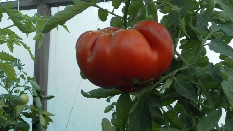 Disease and pest resistant tomato variety Gigant Novikova