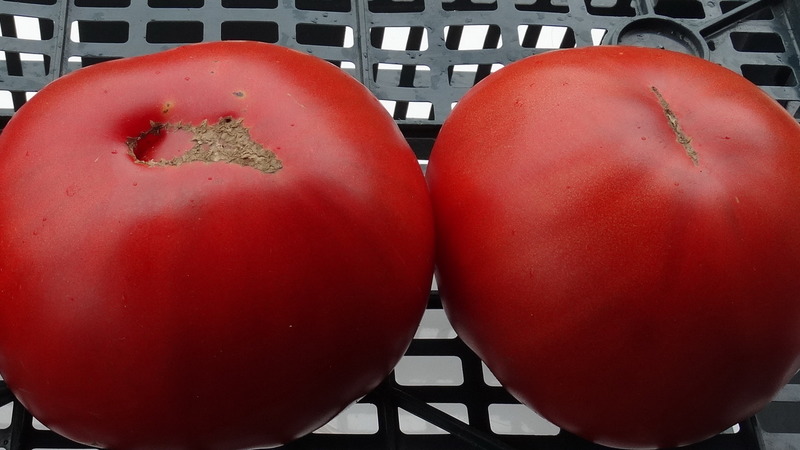 Disease and pest resistant tomato variety Gigant Novikova