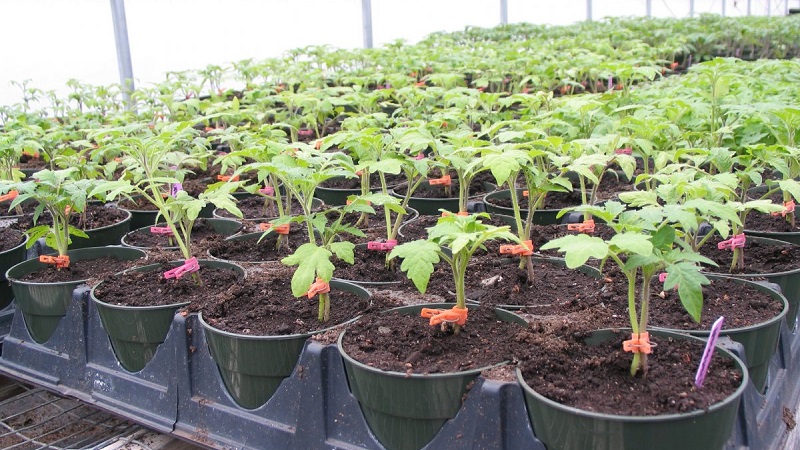 Disease and pest resistant tomato variety Gigant Novikova
