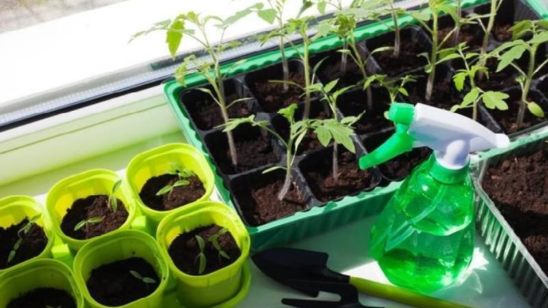 Disease and pest resistant tomato variety Gigant Novikova