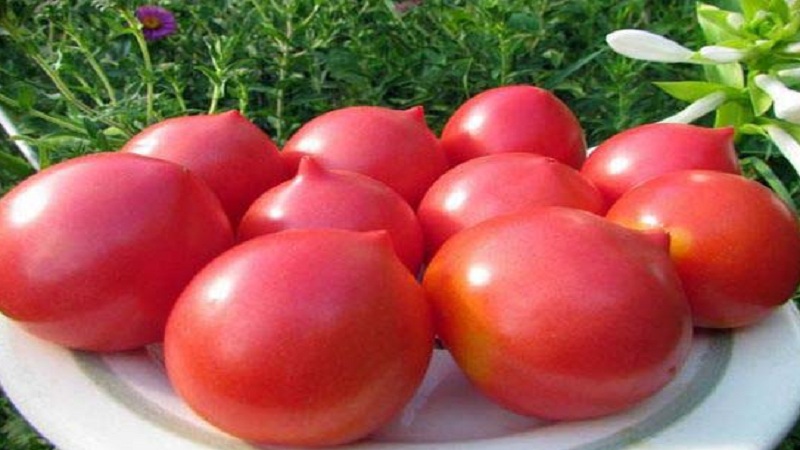 Garden garden decoration with unusual flowering - Japanese rose tomato and its advantages over other varieties