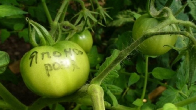 Garden garden decoration with unusual flowering - Japanese rose tomato and its advantages over other varieties