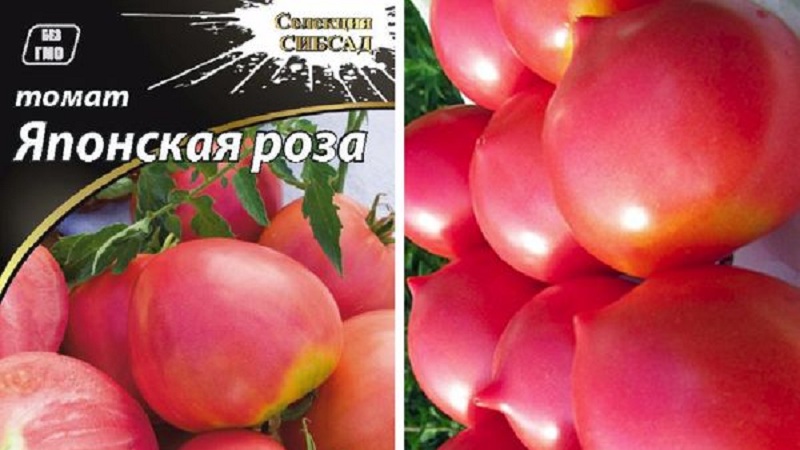 Garden garden decoration with unusual flowering - Japanese rose tomato and its advantages over other varieties