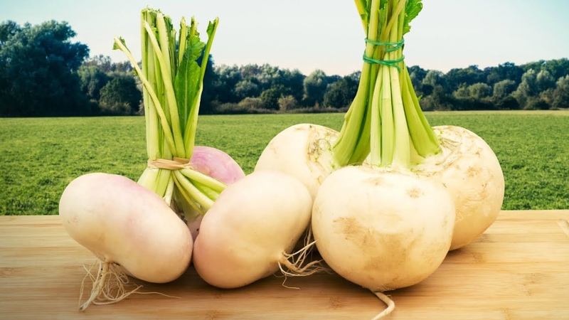 What is the Difference Between Turnip and Turnip and How to Distinguish Them