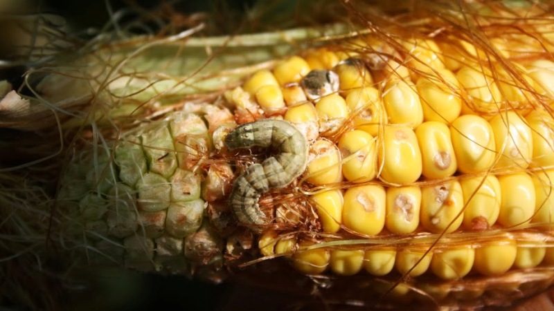 What is the danger of a cotton scoop on corn: we detect the enemy, then quickly and effectively fight him