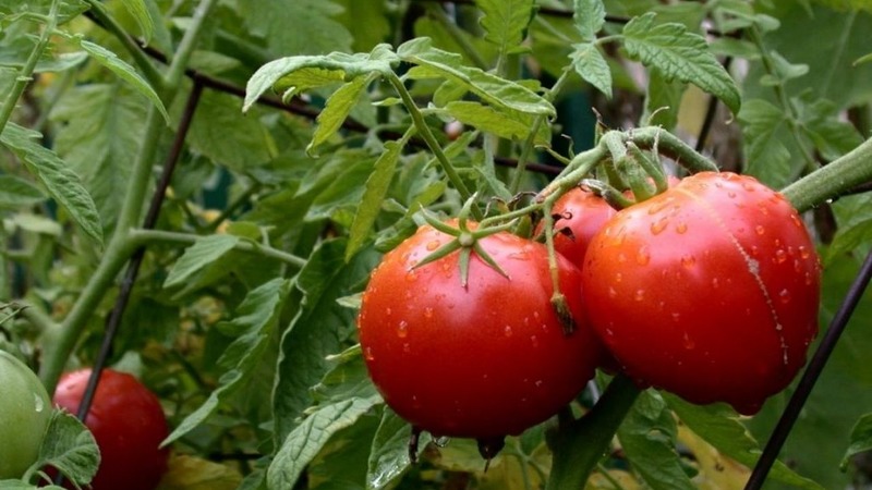 An early ripe hybrid with an exceptional taste - tomato Lily Marlene f1