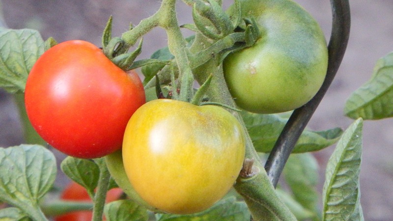 An early ripe hybrid with an exceptional taste - tomato Lily Marlene f1