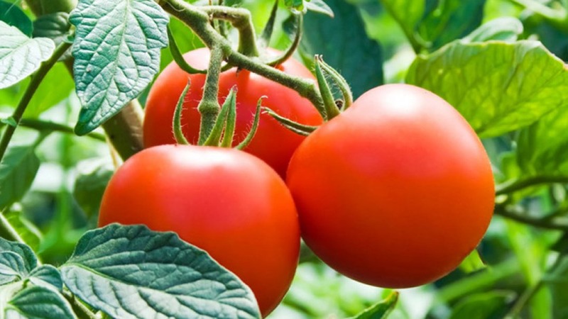 An early ripe hybrid with an exceptional taste - tomato Lily Marlene f1