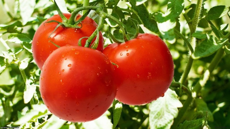 An early ripe hybrid with an exceptional taste - tomato Lily Marlene f1