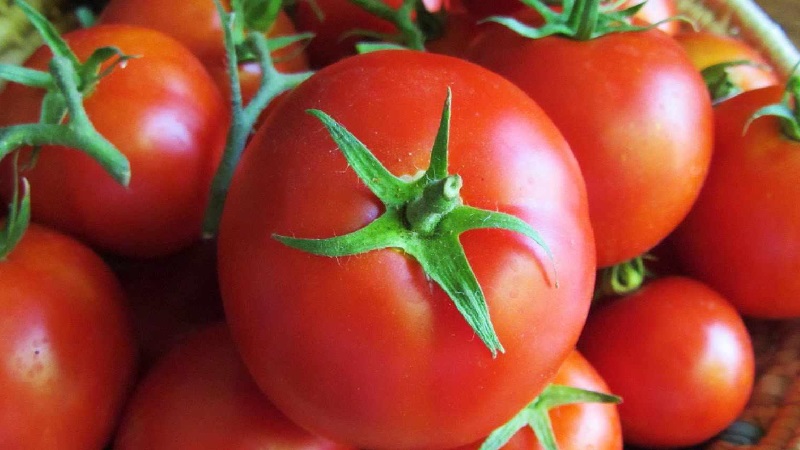 An early ripe hybrid with an exceptional taste - tomato Lily Marlene f1