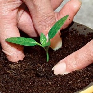 Juicy and productive Red bull pepper for growing unusually tasty fruits on your site