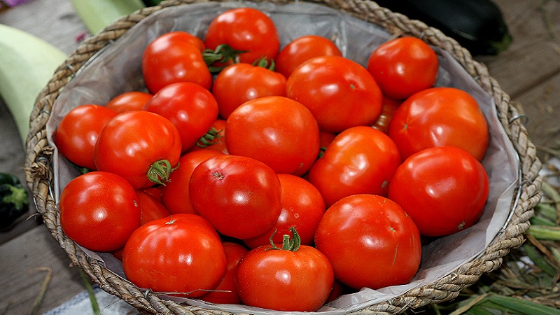 Bella dew hybrid tomato and how to grow it correctly