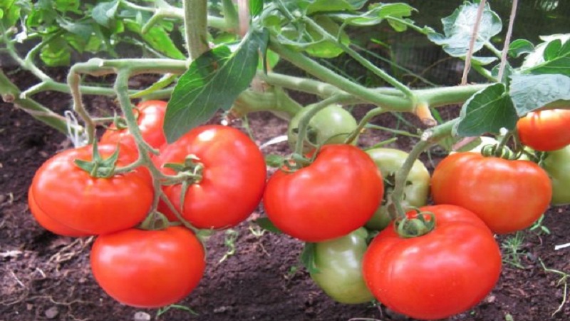 Bella dew hybrid tomato and how to grow it correctly