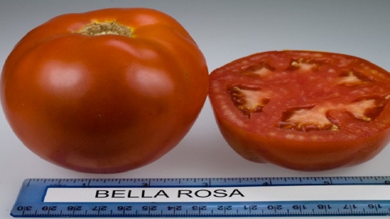 Bella dew hybrid tomato and how to grow it correctly