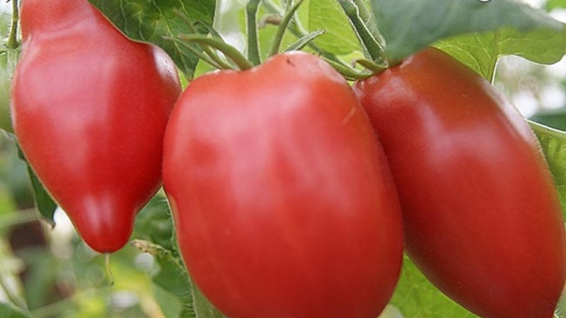 Mid-season variety with a pleasant taste and powerful bushes - Kapia pink tomato