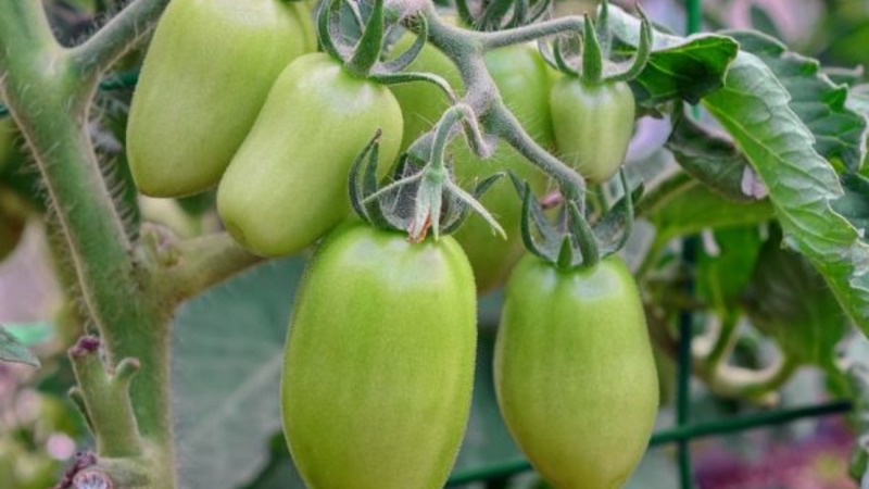 Mid-season variety with a pleasant taste and powerful bushes - Kapia pink tomato
