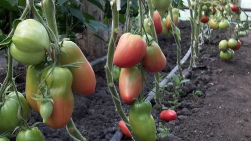 A mid-season variety with a pleasant taste and powerful bushes - Kapia pink tomato