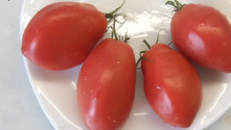 Mid-season variety with a pleasant taste and powerful bushes - Kapia pink tomato