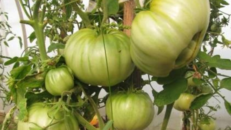 Large fruits with excellent taste - Babushkin's secret tomato