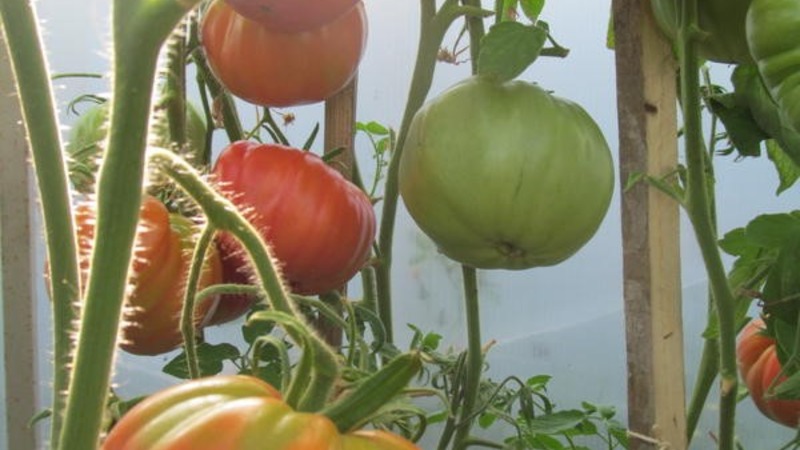 Large fruits with excellent taste - Babushkin's secret tomato