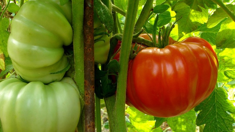 Large fruits with excellent taste - Babushkin's secret tomato