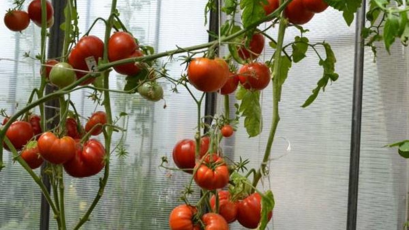 Large fruits with excellent taste - Babushkin's secret tomato