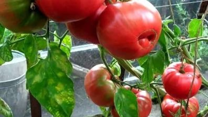 Large fruits with excellent taste - Babushkin's secret tomato