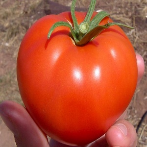Lying variety for salads and preservation - hybrid tomato Malva f1