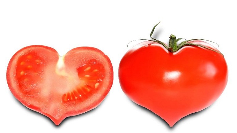 Lying variety for salads and preservation - hybrid tomato Malva f1