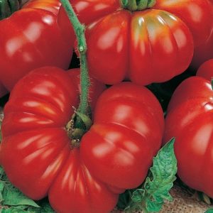 How to grow and where to use tomato pound Rosamarin