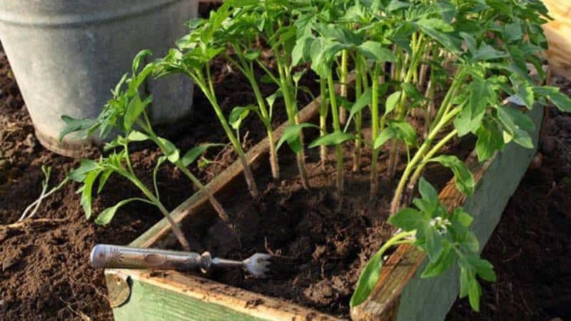 A prolific variety with a self-explanatory name - tomato Apparently invisibly: we set records for yield