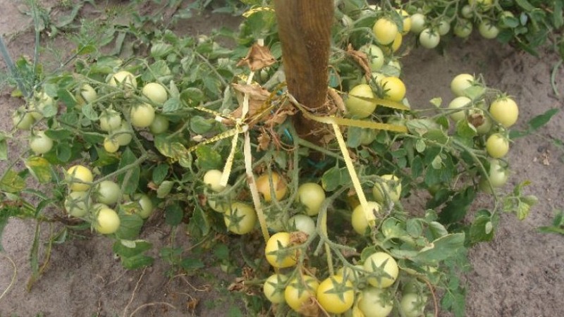 A prolific variety with a self-explanatory name - tomato Apparently invisibly: we set records for yield
