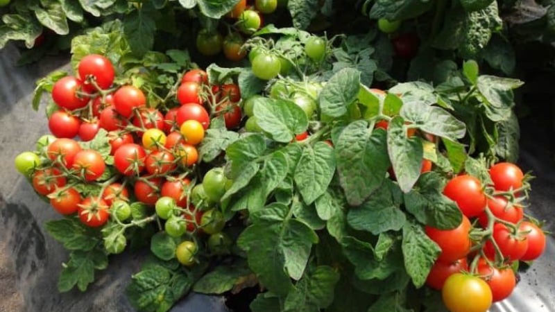 A prolific variety with a self-explanatory name - tomato Apparently invisibly: we set records for yield