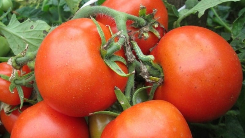 A prolific variety with a self-explanatory name - tomato Apparently invisibly: we set records for yield