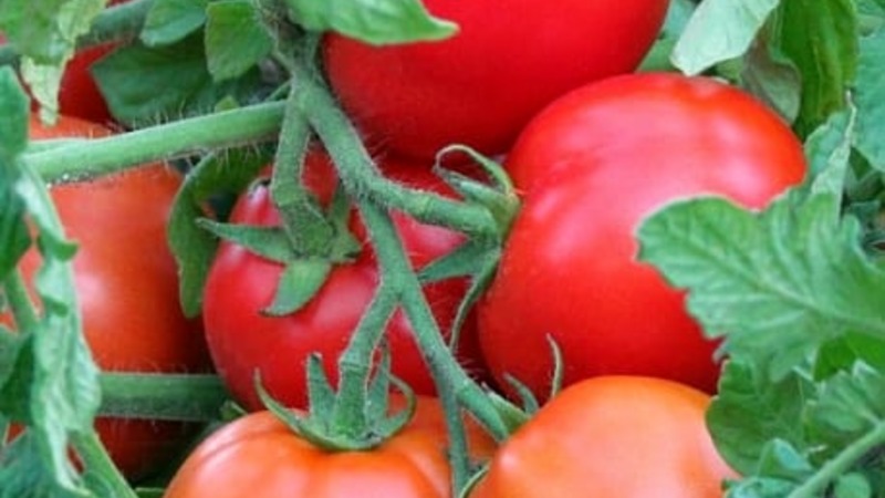 A prolific variety with a self-explanatory name - tomato Apparently invisibly: we set records for yield